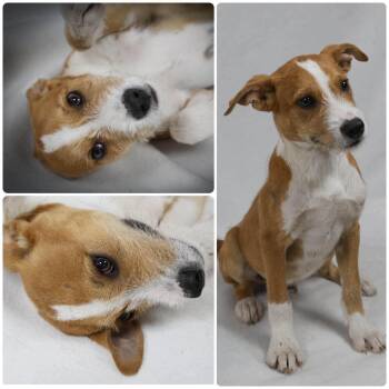 Festus -  Mixed Breed Dog for Adoption in Schenectady, New York - Festus | PetCurious