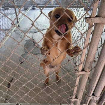 Jack Russell Terrier and Pit Bull Terrier Dogs Available for Adoption - Chance | PetCurious