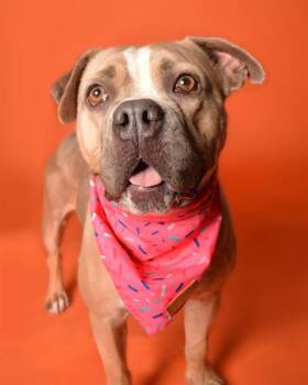 CHIFFON -  American Staffordshire Terrier Dog for Adoption in Fort Lauderdale, Florida - CHIFFON | PetCurious