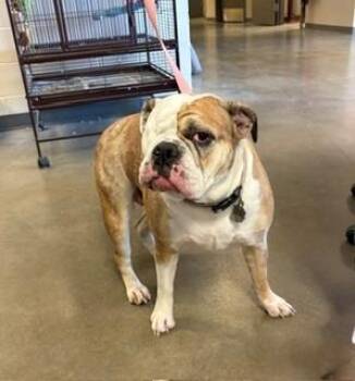 Buffy -  French Bulldog Dog for Adoption in Mason City, Iowa - Buffy | PetCurious