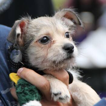 CHI -  Chihuahua and Terrier Dog for Adoption in Fuquay-varina, North Carolina - CHI | PetCurious