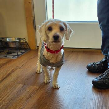 Cockapoo Dogs Available for Adoption - Bear | PetCurious