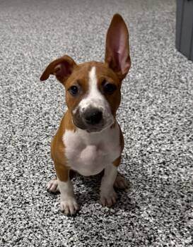 Pepper -  Beagle Dog for Adoption in The Woodlands, Texas - Pepper | PetCurious