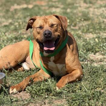 Creekie -  Mixed Breed Dog for Adoption in Pauls Valley, Oklahoma - Creekie | PetCurious