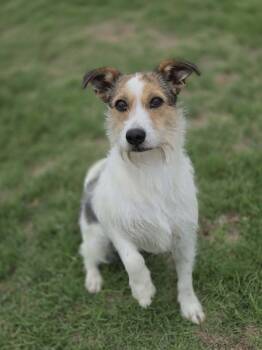 Jack Russell Terrier Dogs Available for Adoption in Yukon, Oklahoma - Scarlet | PetCurious