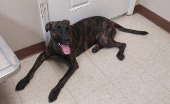 Tina -  Catahoula Leopard Dog Dog for Adoption in Mocksville, North Carolina - Tina | PetCurious
