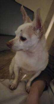 Chihuahua and Terrier Dogs Available for Adoption - Tiki | PetCurious