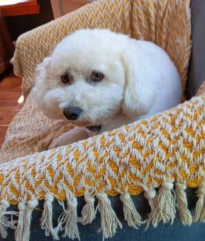 Franny -  Bichon Frise Dog for Adoption in Wadsworth, Ohio - Franny | PetCurious