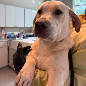 Gus -  Mixed Breed Dog for Adoption in Huntington, West Virginia - Gus | PetCurious