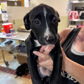 Rescue Labrador Retriever and Mixed Breed Dogs for Adoption in Eureka Springs, Arkansas - Calypso | PetCurious