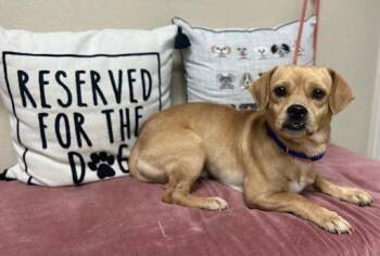 Mugsy -  Pug Dog for Adoption in Marshall, Texas - Mugsy | PetCurious