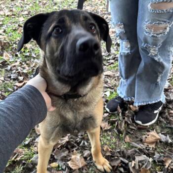 Shepherd Dogs Available for Adoption - King | PetCurious