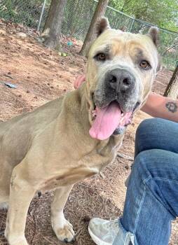 Cane Corso Dogs Available for Adoption - Athena | PetCurious