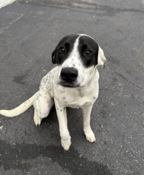 Rescue Labrador Retriever Dogs for Adoption in Cranston, Rhode Island - JUNE | PetCurious