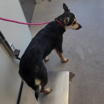 110620 -  Mixed Breed Dog for Adoption in Las Cruces, New Mexico - 110620 | PetCurious