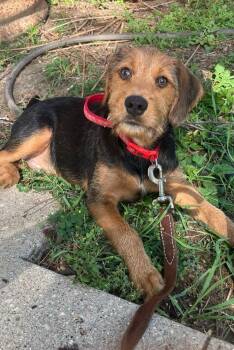Hickory -  Beagle and Poodle Dog for Adoption in Mukwonago, Wisconsin - Hickory | PetCurious