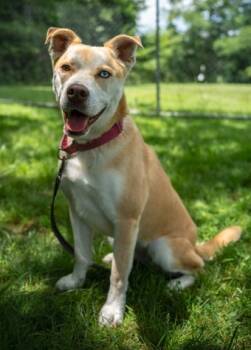 Rescue Husky and Labrador Retriever Dogs for Adoption in Batavia, Ohio - Malawi | PetCurious