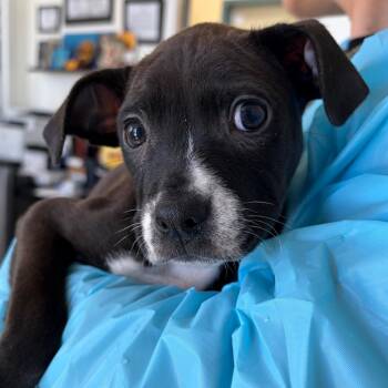 Pit Bull Terrier and Mixed Breed Dogs Available for Adoption - Demi | PetCurious