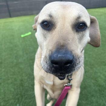 Mixed Breed Dogs Available for Adoption in Pittsburgh, Pennsylvania - Mario | PetCurious