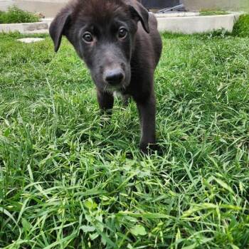 Black Labrador Retriever and Shepherd Dogs Available for Adoption in Pflugerville, Texas - Newton | PetCurious