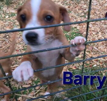 Barry -  Jack Russell Terrier and Chiweenie Dog for Adoption - Barry | PetCurious