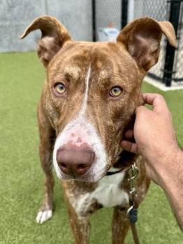 Giant -  Mixed Breed Dog for Adoption in Wichita, Kansas - Giant | PetCurious