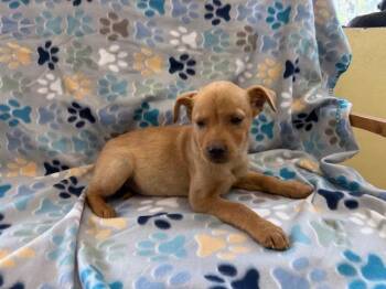 Chihuahua and Dachshund Dogs Available for Adoption - Ryder | PetCurious