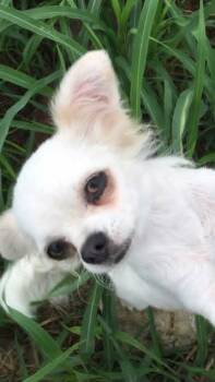 Mistie -  Chihuahua Dog for Adoption in Cleveland, Oklahoma - Mistie | PetCurious