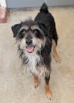 Miniature Schnauzer Dogs Available for Adoption in Baton Rouge, Louisiana - Papi | PetCurious