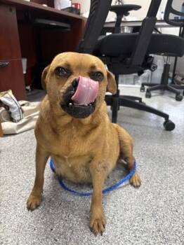 Pug and Labrador Retriever Dogs Available for Adoption in Pasadena, Texas - SCOTTI | PetCurious