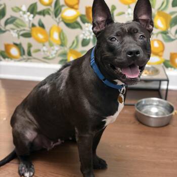 Heidi -  Mixed Breed Dog for Adoption in Blue Island, Illinois - Heidi | PetCurious