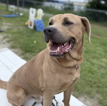 Rescue Hound and Labrador Retriever Dogs for Adoption in Cuyahoga Falls, Ohio - Mellow | PetCurious