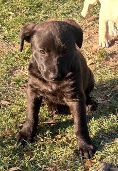 Retriever Dogs Available for Adoption in Houston, Texas - Yin | PetCurious