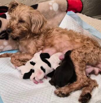 Koala -  Poodle and Rat Terrier Dog Available for Adoption in College Station, Texas - Koala | PetCurious