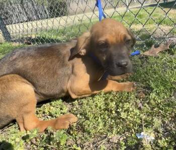 Boxer and Pit Bull Terrier Dogs Available for Adoption - Pearle | PetCurious