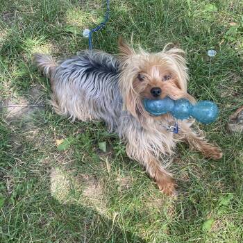 Zeus -  Yorkshire Terrier Dog for Adoption in Minneapolis, Minnesota - Zeus | PetCurious