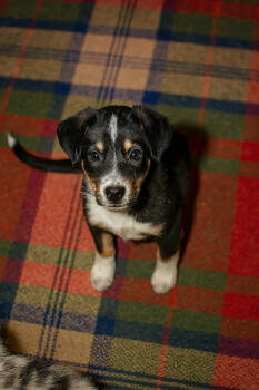 Rescue Border Collie and Australian Cattle Dog Blue Heeler Dogs for Adoption in Mount Laurel Township, New Jersey - LOKI | PetCurious