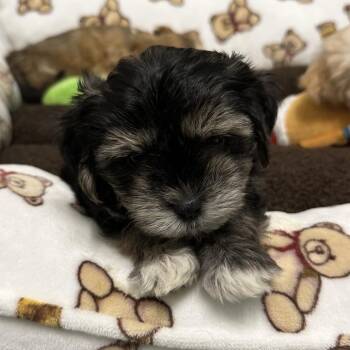 Roland -  Maltese Dog for Adoption in Oak Brook, Illinois - Roland | PetCurious
