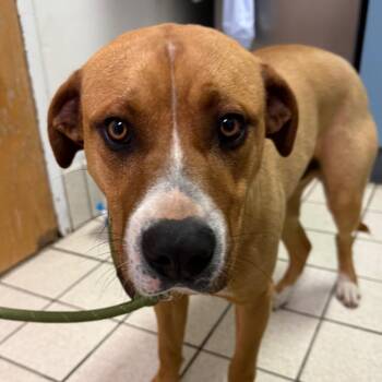 Mixed Breed Dogs Available for Adoption - Turquoise | PetCurious