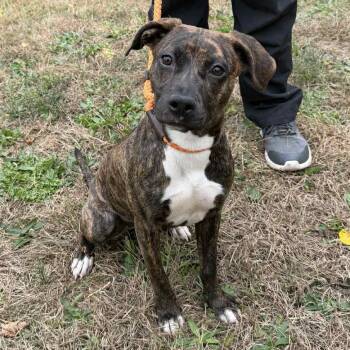 Rescue Mixed Breed Dogs for Adoption in Chicago, Illinois - Acorn | PetCurious
