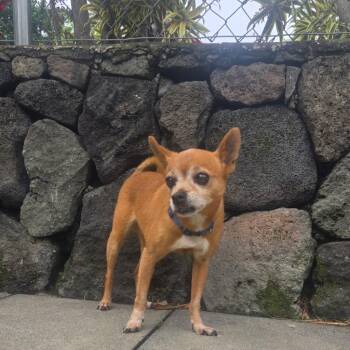 Bug -  Chihuahua Dog for Adoption in Keaau, Hawaii - Bug | PetCurious