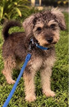 TROY -  Schnauzer Dog for Adoption in Margate, Florida - TROY | PetCurious