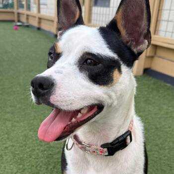 Mixed Breed Dogs Available for Adoption - Tia | PetCurious
