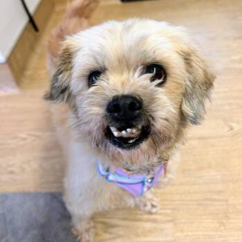 Sarong 14391 -  Brussels Griffon and Terrier Dog for Adoption in San Francisco, California - Sarong 14391 | PetCurious