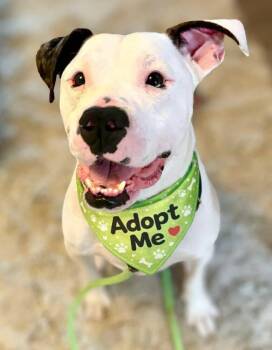 Mixed Breed Dogs Available for Adoption - Marv | PetCurious