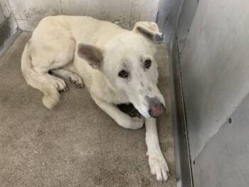 Rescue German Shepherd Dog Dogs for Adoption in San Bernardino, California - LOBO | PetCurious