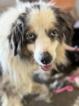 1161 Sterling NKA Madison -  Australian Shepherd Dog for Adoption in Ringwood, Illinois - 1161 Sterling NKA Madison | PetCurious