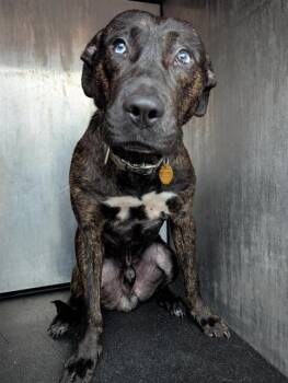 American Staffordshire Terrier Dogs Available for Adoption in San Antonio, Texas - HOUSTON | PetCurious
