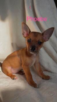 Phoebe - Not at shelter -  Chihuahua and Pomeranian Dog for Adoption in Rustburg, Virginia - Phoebe - Not At Shelter | PetCurious