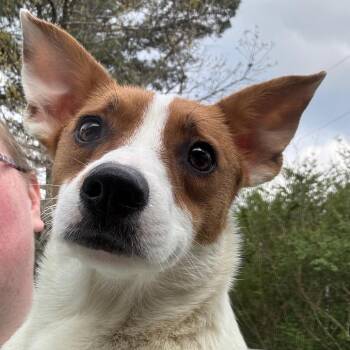 Terrier Dogs Available for Adoption - Abigail | PetCurious